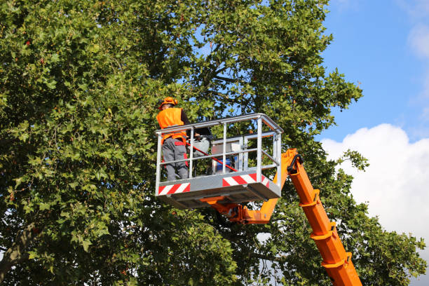 Best Tree Disease Treatment  in Brandermill, VA